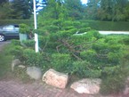 Nyklippet bonsai-træ